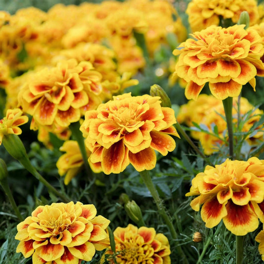 Marigold Plants (Qty 4) 6in Yellow Blooms - Tagetes Species - Easy Care Annuals for Gardens and Landscapes