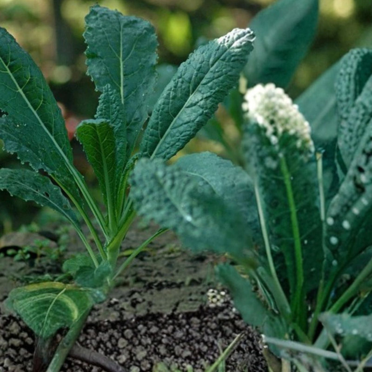 Black Tuscany Kale Seeds, Heirloom Italian Variety, Brassica oleracea, Non-GMO Organic Gardening Seeds