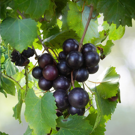 Muscadine Grape Plant - 5" Southern Home, Edible Purple-Black Fruit, Cold Hardy, Vitis spp for Wine & Jam Making