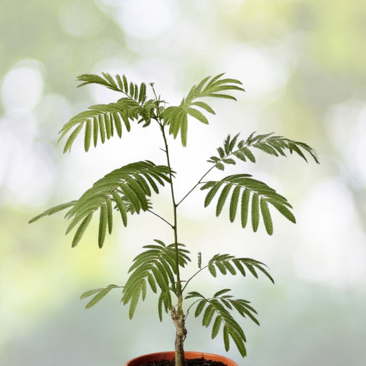 Silk Mimosa Tree Starter Plant 6" Fragrant Pink Flowers Albizia Julibrissin Attracts Butterflies Bare Root USA Seller