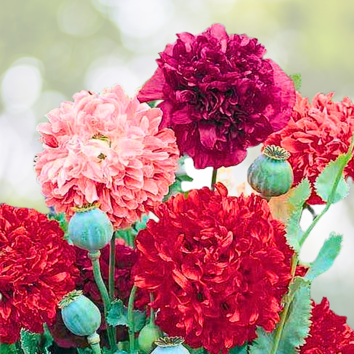 Poppy Seeds - 500 Organic Breadseed Mixed Colors - Perky Peony (Papaver somniferum)