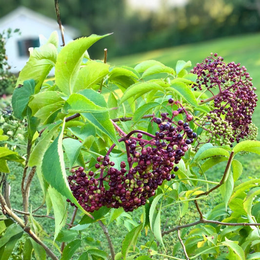 American Elderberry Live Cuttings - 5+ Perennial Shrub for Herbal Berries (Sambucus canadensis)