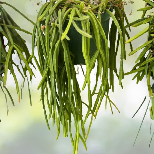 Fresh Rhipsalis Pacheco Leonis Cuttings | Rare Indoor Cactus Plant for Home Decor | Unique Succulent Plant Cuttings