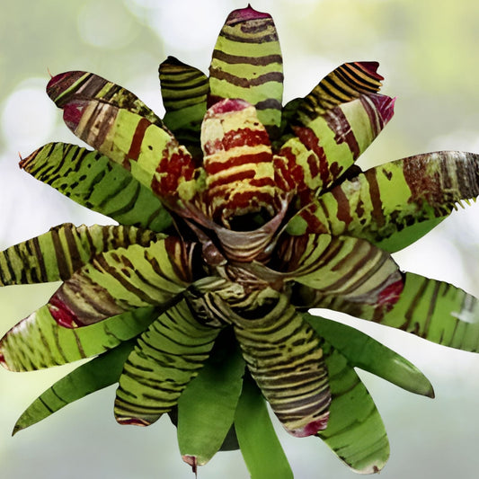Bromeliad Plant 6 Inch Pot Neoregelia High Voltage Tropical Indoor Houseplant Neoregelia spp.