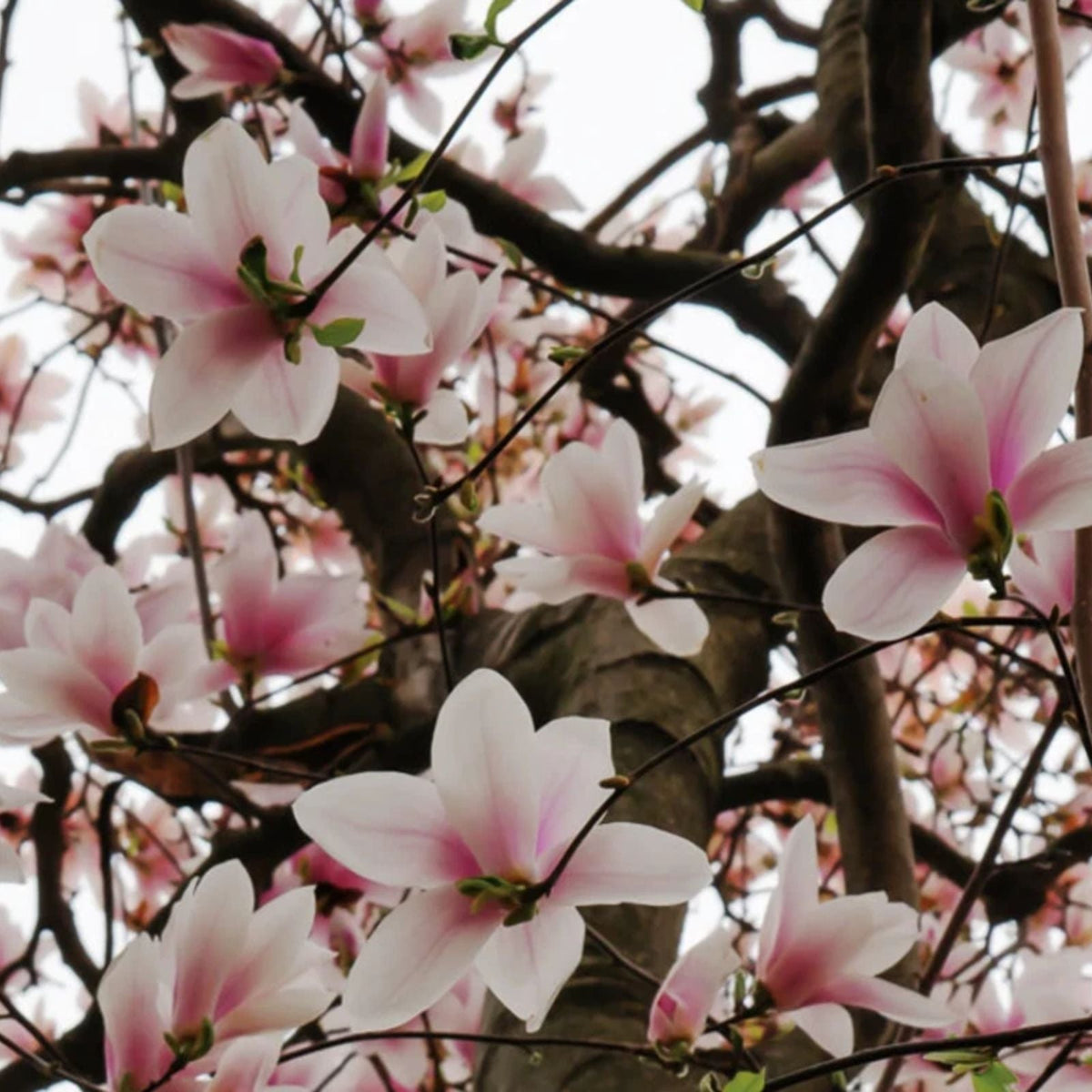 Saucer Magnolia Tree 6 12" Live Plant Soulangeana Magnolia 2.5" Pot Perfect for Gardens and Landscaping