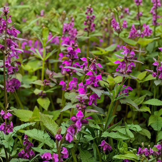 Organic Purple Dead Nettle Seeds - 50+5 Pack - Lamium purpureum Archangel 2 - Non-GMO, Heirloom Gardening Seed