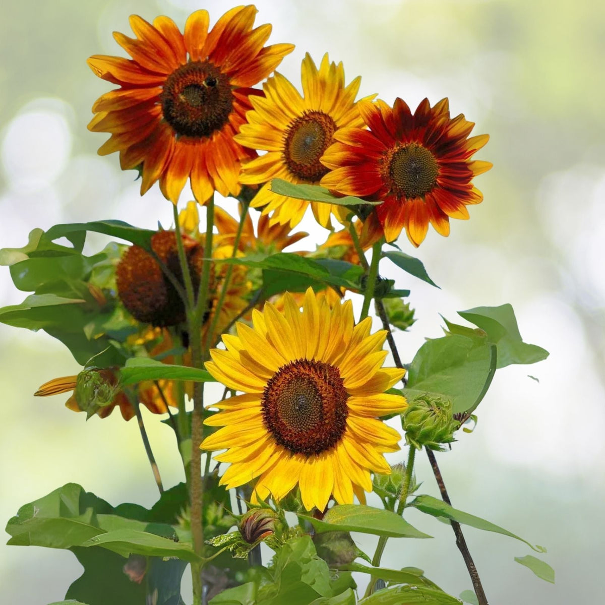 Sunflower Seeds for Planting - Jumbo Mix Pack - 500+ Seeds - 15+ Varieties - Helianthus