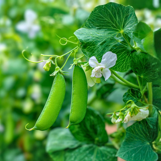 Organic Green Arrow Pea Seeds 1oz Non-GMO Heirloom Pisum sativum - 100-125 Seeds for Home Gardening and Planting