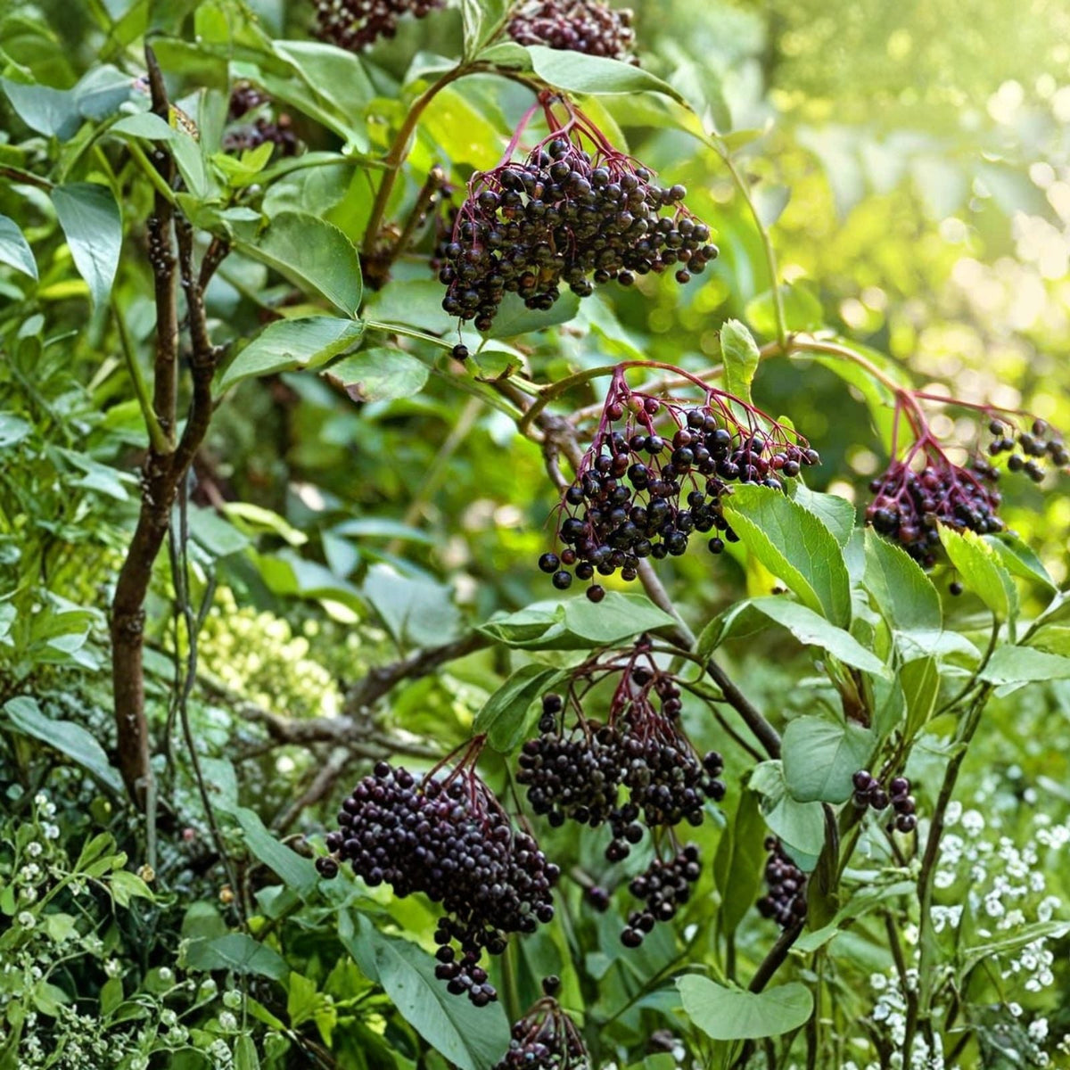 Elderberry Cuttings 5-Pack Unrooted Sambucus Nigra Plant Propagation Material for Gardening