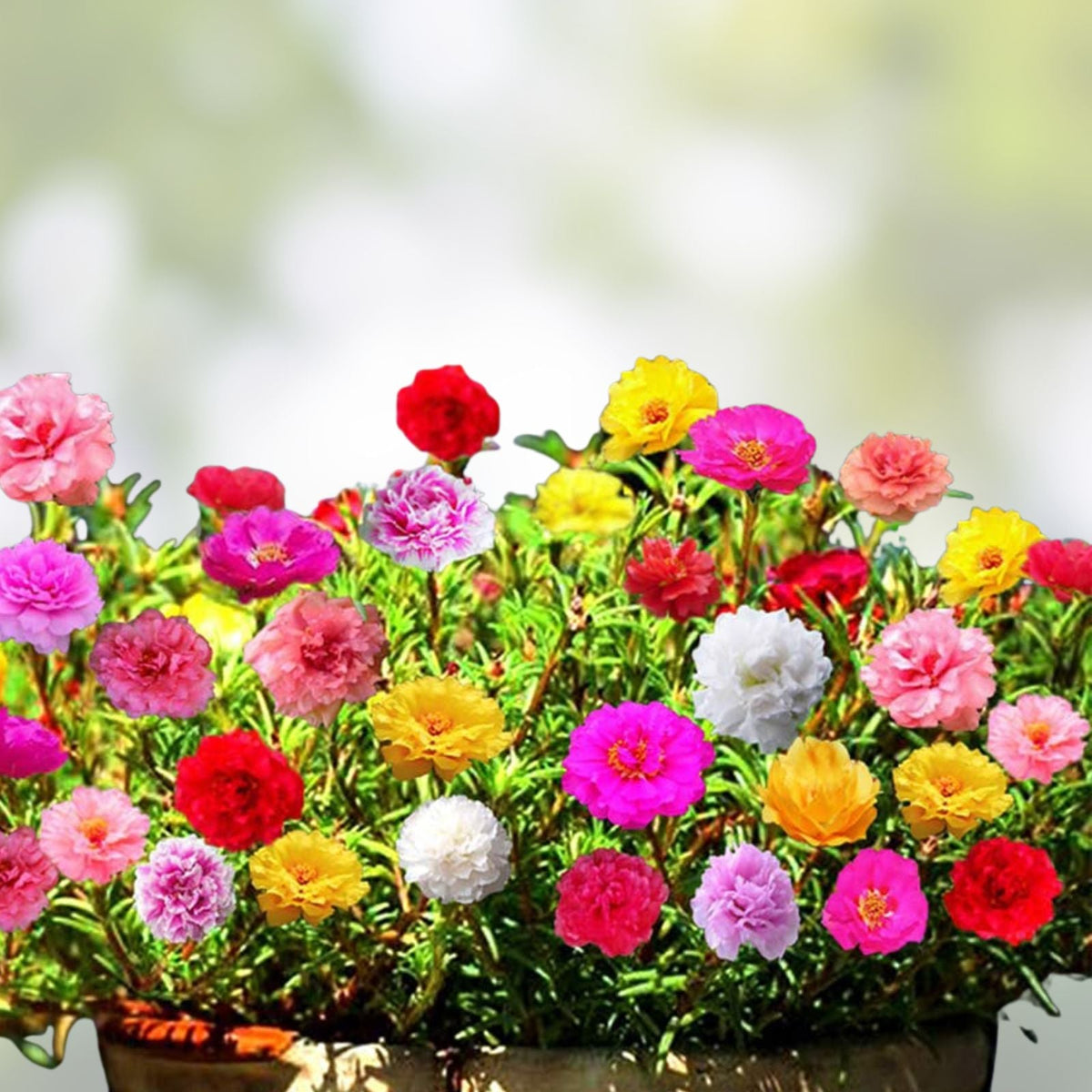 Moss Rose 200 Seeds, Portulaca Grandiflora, Colorful Flowers, Drought Tolerant, Easy to Grow, Bonsai Garden Plant Seeds