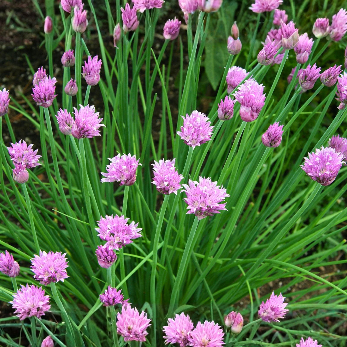 Chive Seeds 100 Count – Heirloom Allium schoenoprasum Herb for Easy Growing and Flavorful Cooking