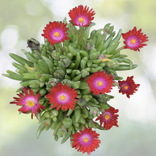 Ruby Ice Plant Cuttings 10x6" - Delosperma cooperi - Hardy Ground Cover Succulent for Gardens and Landscaping
