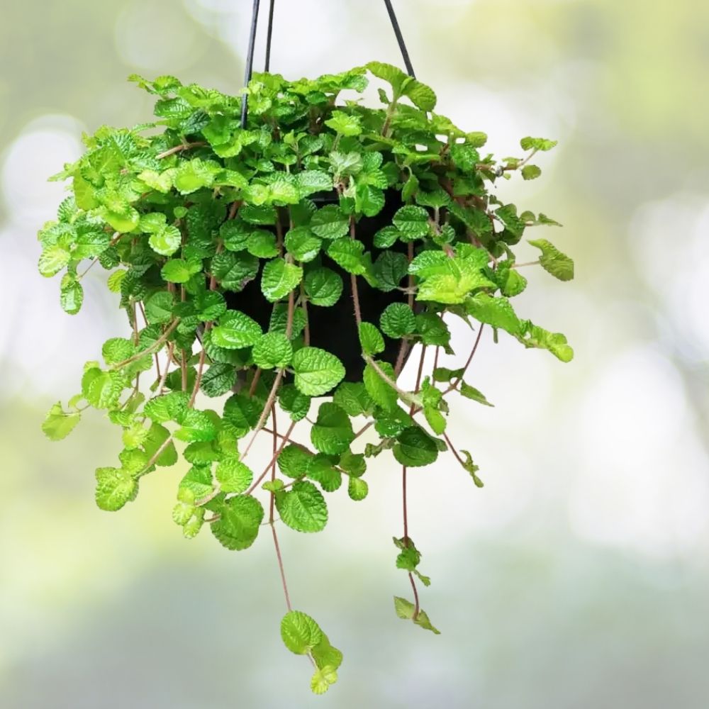 Creeping Charlie Live Vine Plant 10 Roots Evergreen Fast-Growing Indoor Hanging Greenery Glechoma hederacea