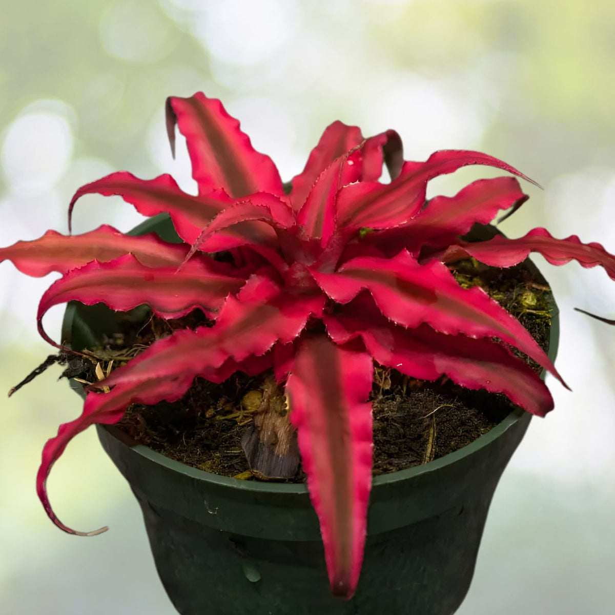 Cryptanthus Ruby Plant 4" Pot - Burgundy-Red Variegated Foliage - Cryptanthus spp. - Perfect for Shade & Small Containers