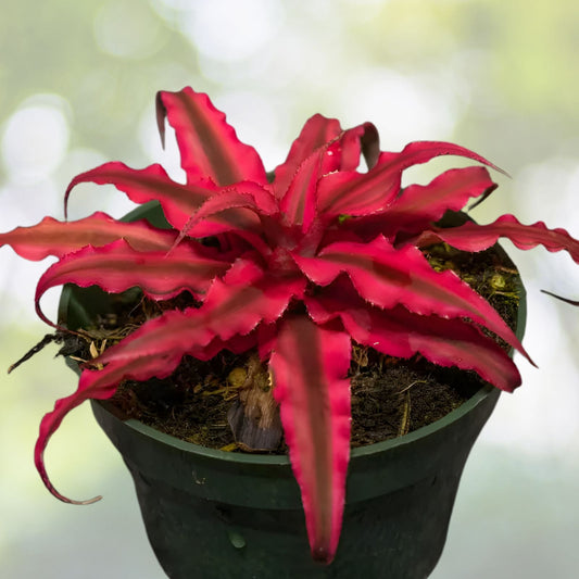 Cryptanthus Ruby Plant 4" Pot - Burgundy-Red Variegated Foliage - Cryptanthus spp. - Perfect for Shade & Small Containers