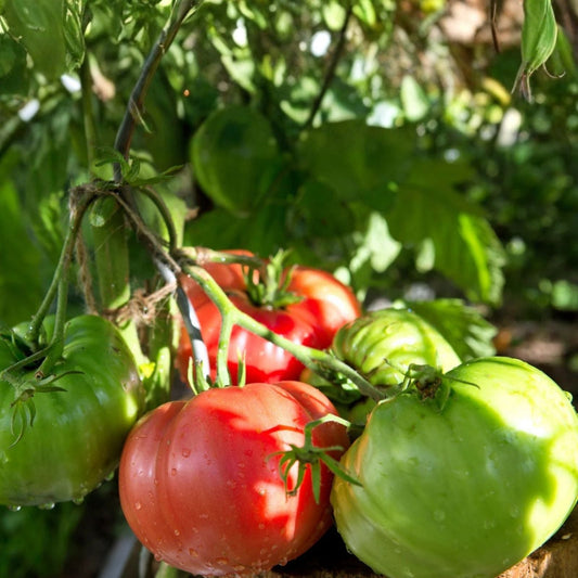 Beefsteak Tomato Seeds 500 Pack Heirloom Non-GMO Vegetable Solanum lycopersicum