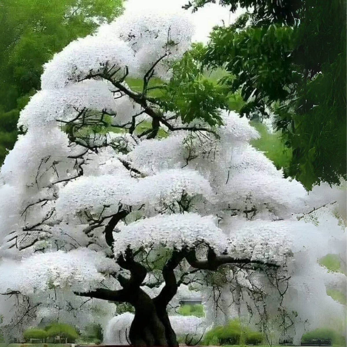 White Flowering Cherry Tree Seeds - 10 Seeds - Prunus serrulata - Ornamental Tree for Garden Planting
