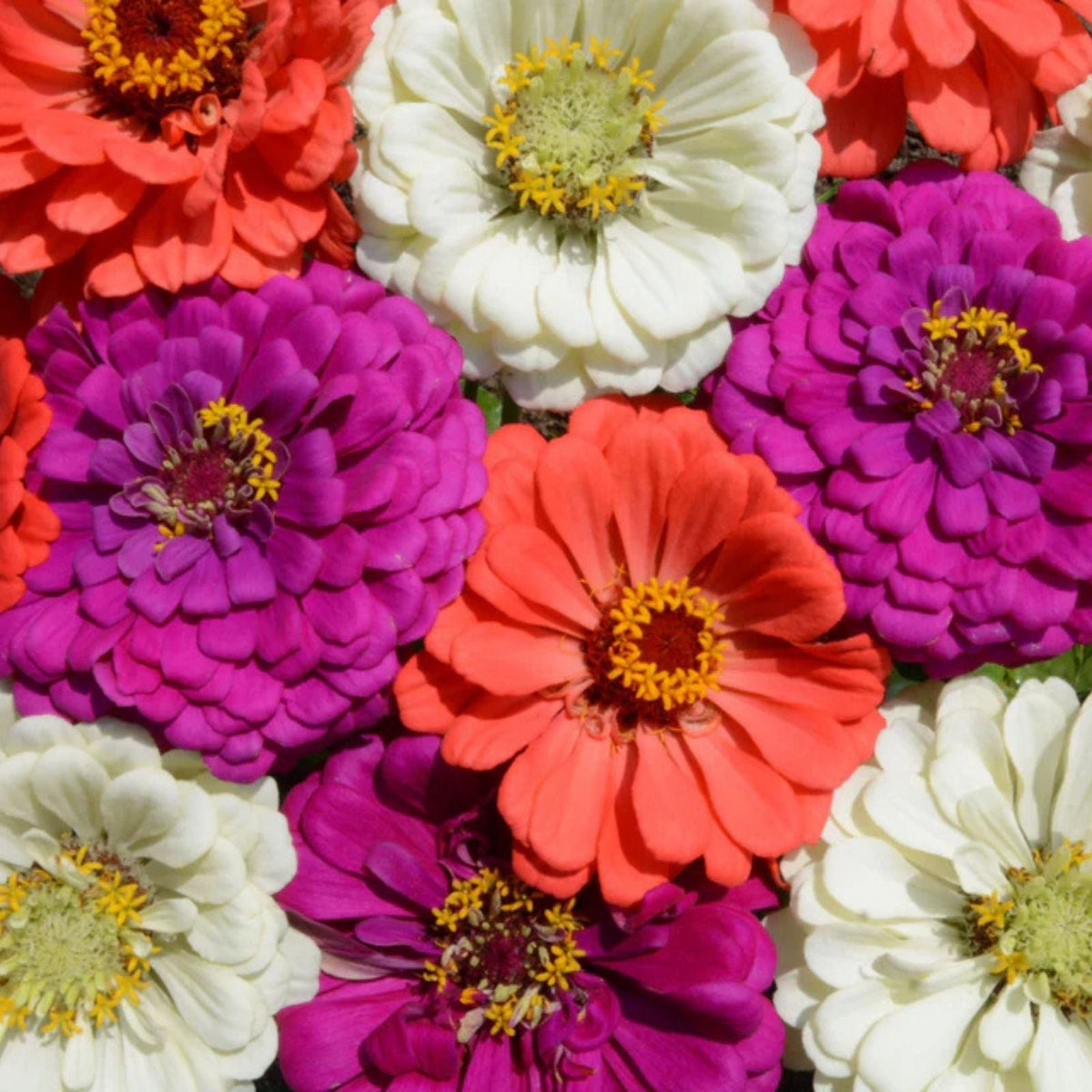 Zinnia Seeds Mix - 100 Organic Flower Seeds for Garden - Under the Sea Varieties - USA Grown