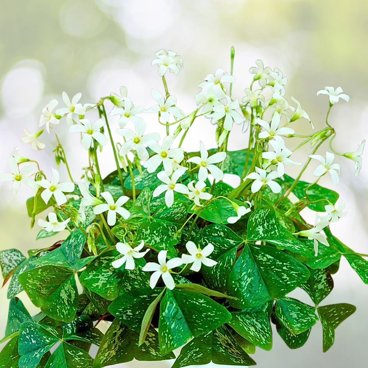 Green Shamrock Plant 4" Pot - Lucky Flowering Houseplant - Easy Care Oxalis triangularis