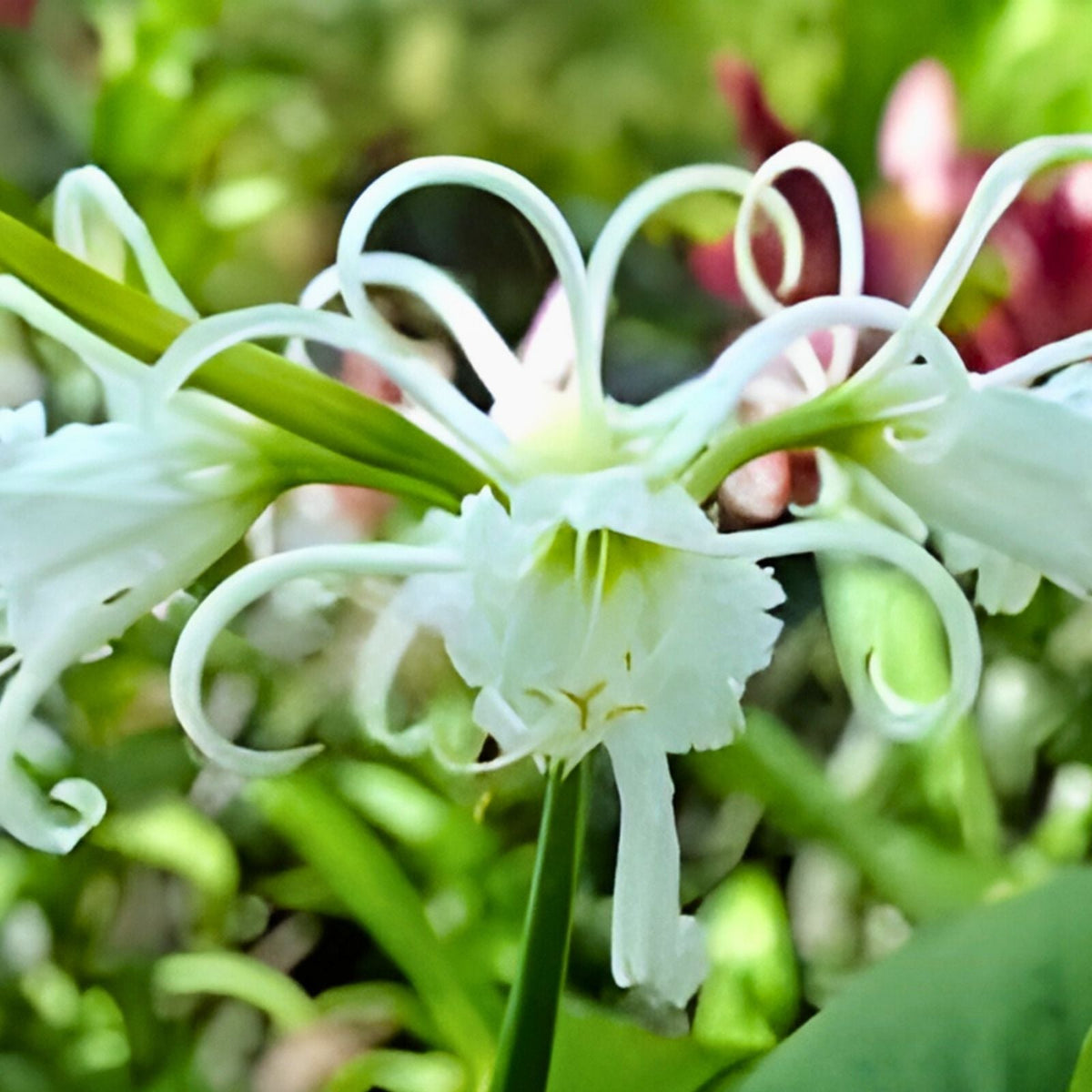 Live Rooted Ghost Lily Plants - Rare Hymenocallis - South Alabama Native - 10-12" Tall