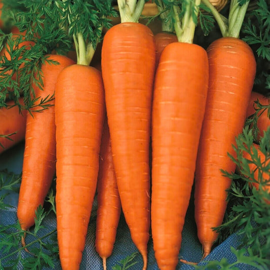 Heirloom Carrot Seeds - 20+ Non-GMO Danvers Half Long - Daucus carota Vegetable Seeds for Gardening