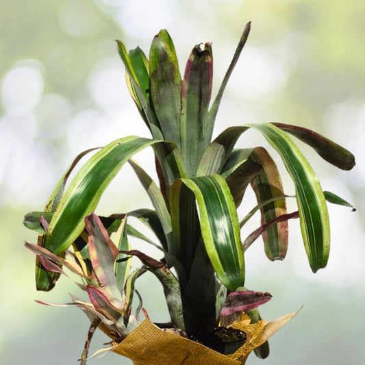 Bromeliad Plant 5" Aechmea Galaxy Rare Collector Tropical Green Foliage Reddish Orange Bloom