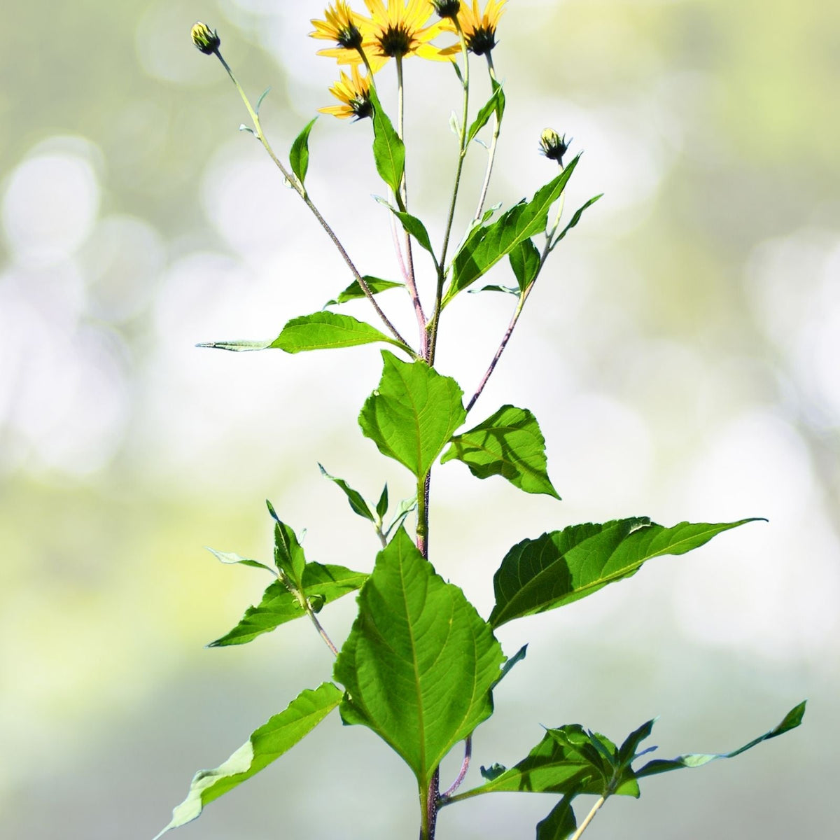 Red Organic Jerusalem Artichoke Tubers - 10 Small for Planting - Helianthus tuberosus - Non-GMO, Heirloom Edible Plants