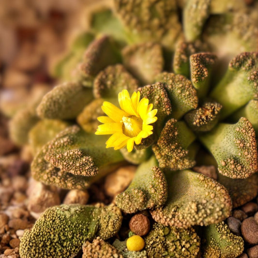Titanopsis Calcarea Succulent | 2" Concrete Leaf Jewel Plant | Rare South African Species | Unique Textured Leaves