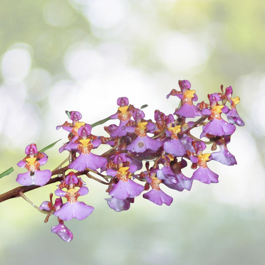 Tolumnia Orchid Plant in Spike - Jairak Firm 'Jaoho Fantasy' - Vibrant Equitant Oncidium - Epiphytic Orchid