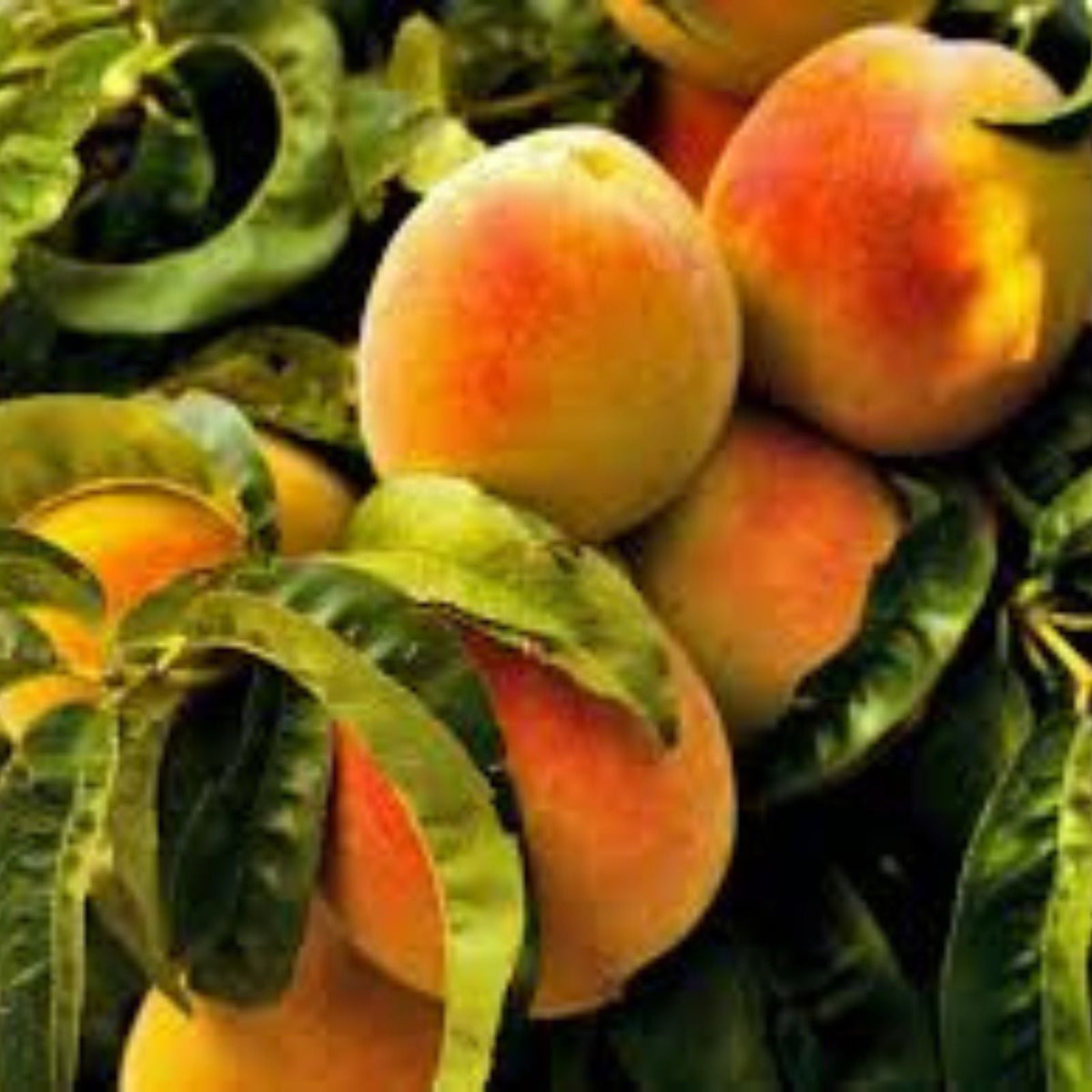 Fresh Cuttings Yellow Peach Tree - Organic, No Roots - Prunus persica