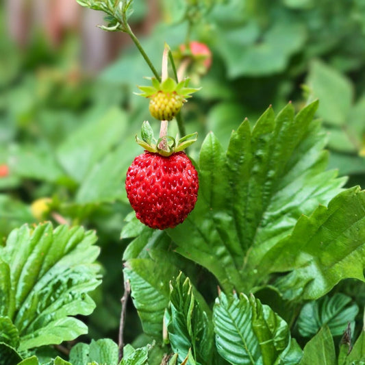 Wild Mock Strawberry Bare Root Plants 20+ Pack - Duchesnea Indica - Edible Medicinal Herb with Delicious Leaves, Flowers, and Berries