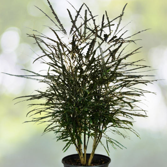 False Aralia Plant 5 Gallon Pot - Plerandra elegantissima - Tropical Indoor Foliage for Home and Garden Decor