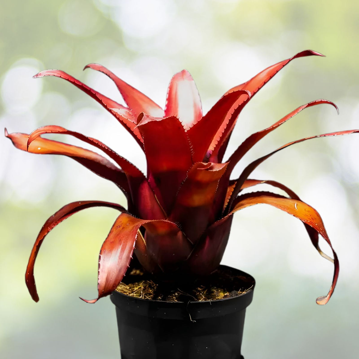 Neoregelia Plant 6" Pot Chile Verde - Albomarginated Green Foliage, Bright Red Center - Neoregelia Species