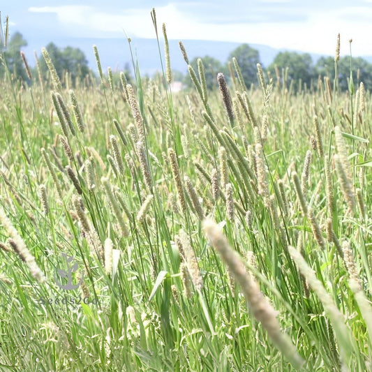 Timothy Grass Seeds, 2,000 Count, Climax Variety, Cover Crop for Hay and Wildlife Food Plot, Phleum pratense