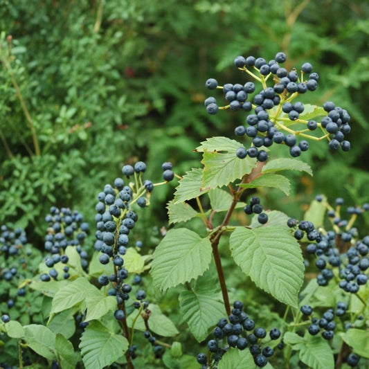 Arrowwood Viburnum Shrub Live Plant 8-12 Inches Bare Root Viburnum dentatum Ornamental Bush