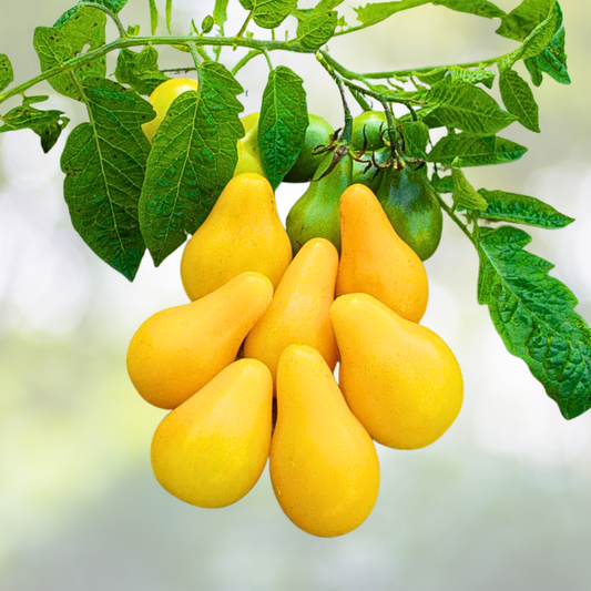 Yellow Pear Cherry Tomato Seeds - Heirloom Non-GMO, Indeterminate Variety - 100 Seeds (Solanum lycopersicum)