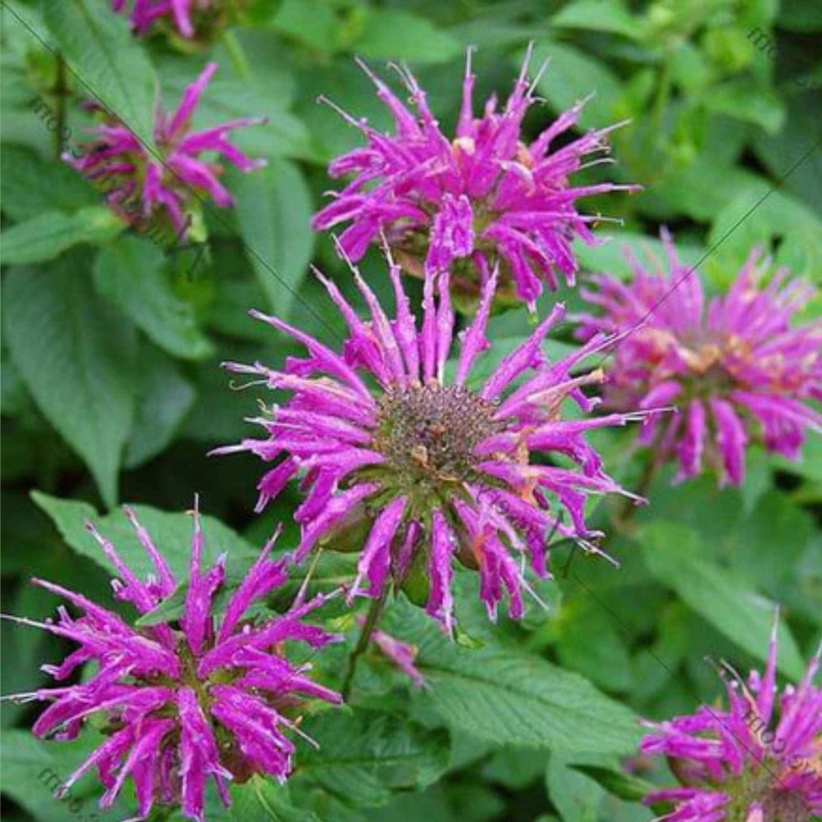 Bee Balm Plant 4"-9" Organic Bergamot Perennial for Beneficial Bees (Monarda fistulosa)