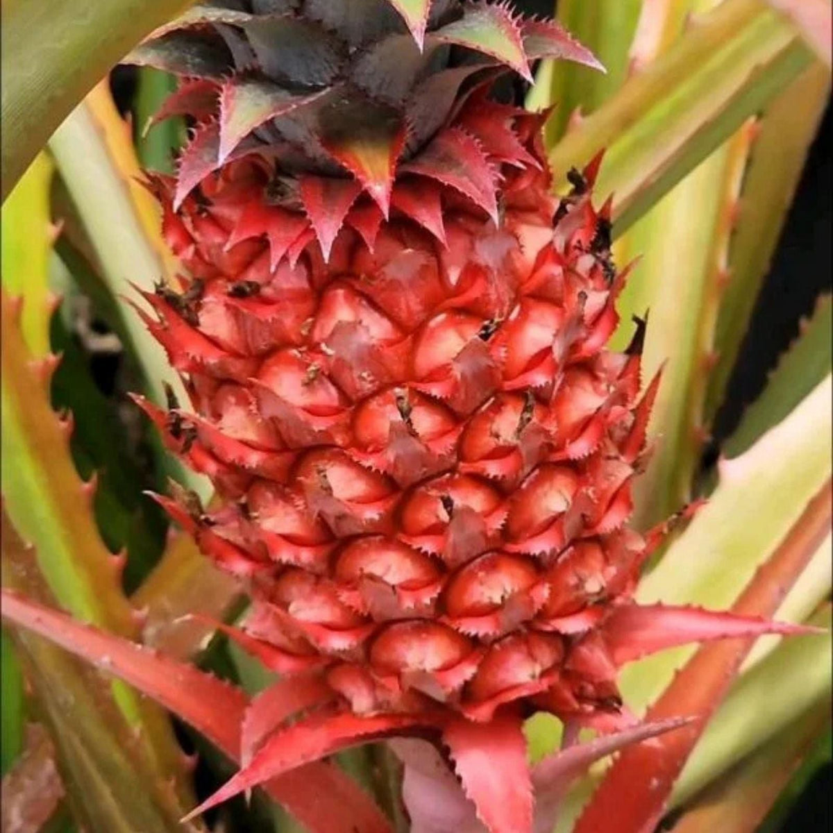 Wild Pineapple Seeds for Planting, 10 Seeds, Bromelia pinguin, Tropical Fruit Seeds, Rare Garden Plants