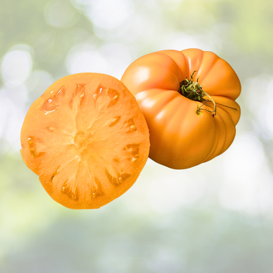 Brandywine Yellow Tomato Seeds - Indeterminate Beefsteak Heirloom Non-GMO - 50 Seeds (Solanum lycopersicum)
