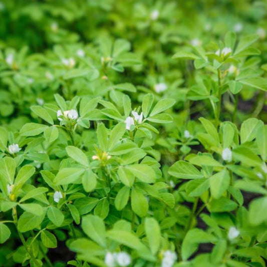 Fenugreek Herb Seeds - 50+ Heirloom Seeds for Cooking and Gardening - Trigonella foenum-graecum