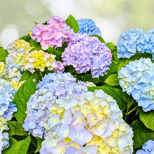 Hydrangea Starter Plant - Miscellaneous Varieties - Colorful Blooms - Hydrangea spp.