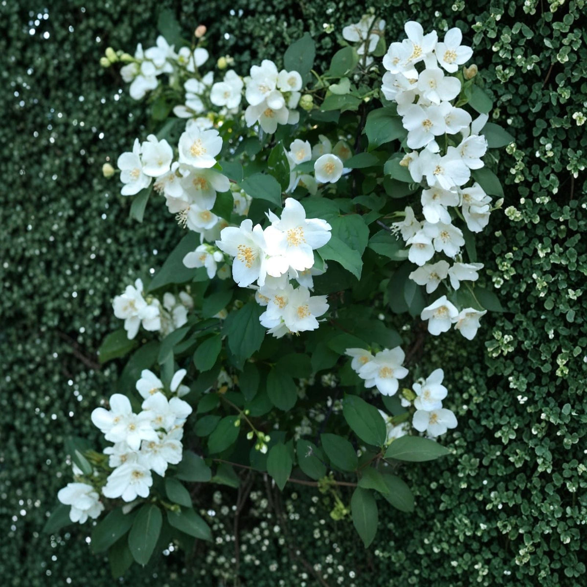 Sweet Mock Orange Cuttings - 10 Fresh Unrooted Cuttings for Rooting - Philadelphus coronarius - Garden Plant Propagation