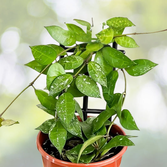 6in Variegated Turtle Vine Plant - Callisia repens 'Pink Lady' - Charming Trailing Indoor Plant for Baskets & Gardens