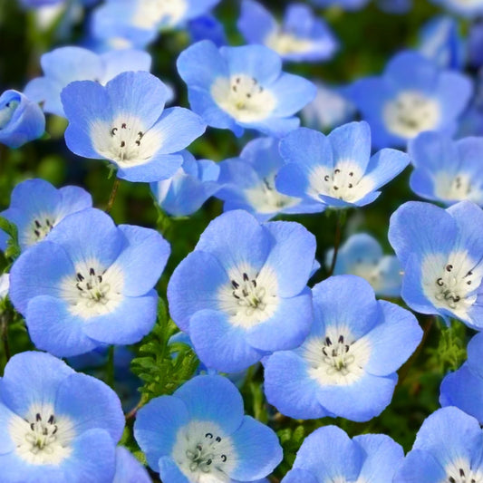 Baby Blue Eyes Flower Seeds - 100 Count - Easy to Grow, Drought Tolerant (Nemophila menziesii)