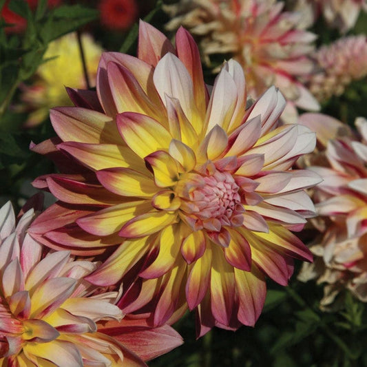 Dahlia Plant Bulb Tuber Caribbean Fantasy Peach Yellow Red Flower Butterfly Attracting Full Sun Zones 3-10
