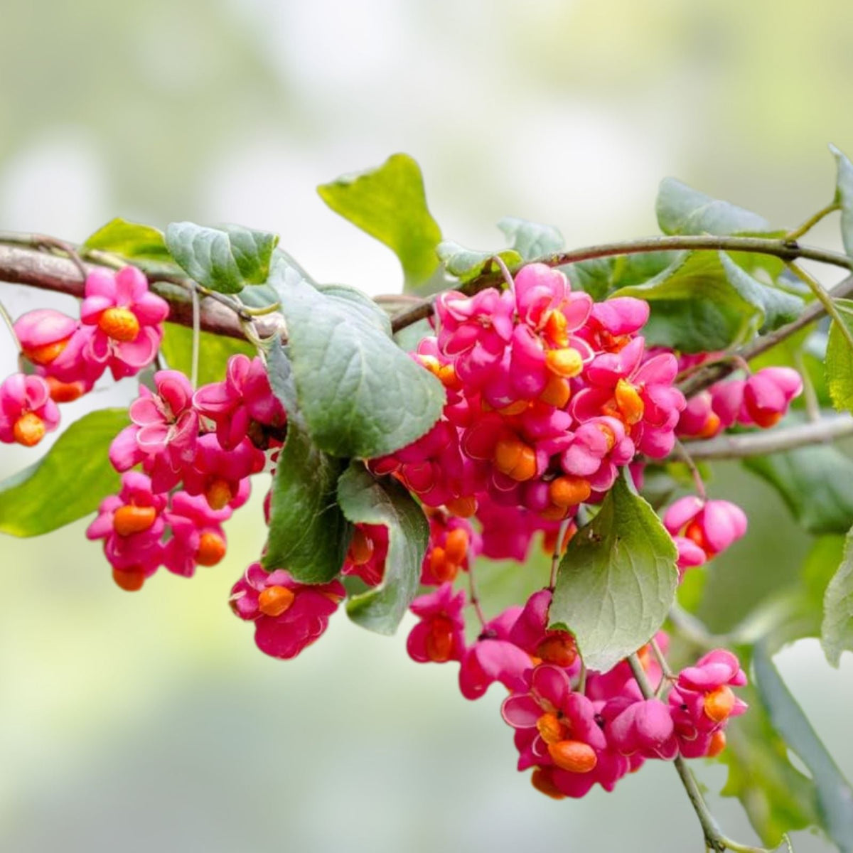 Cork Spindle Shrub Seeds 10 Pack, Euonymus phellomanus, Hardy Ornamental Shrub Seeds for Garden Landscaping
