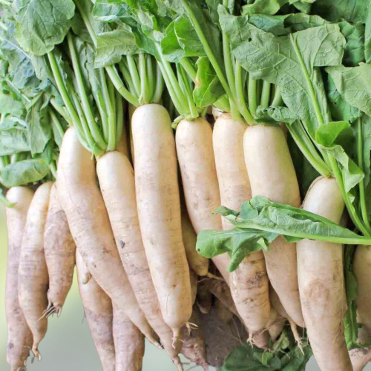 Daikon Radish Seeds 2 oz Non-GMO Japanese Variety Raphanus sativus for Gardening, Sprouting, and Fresh Cooking