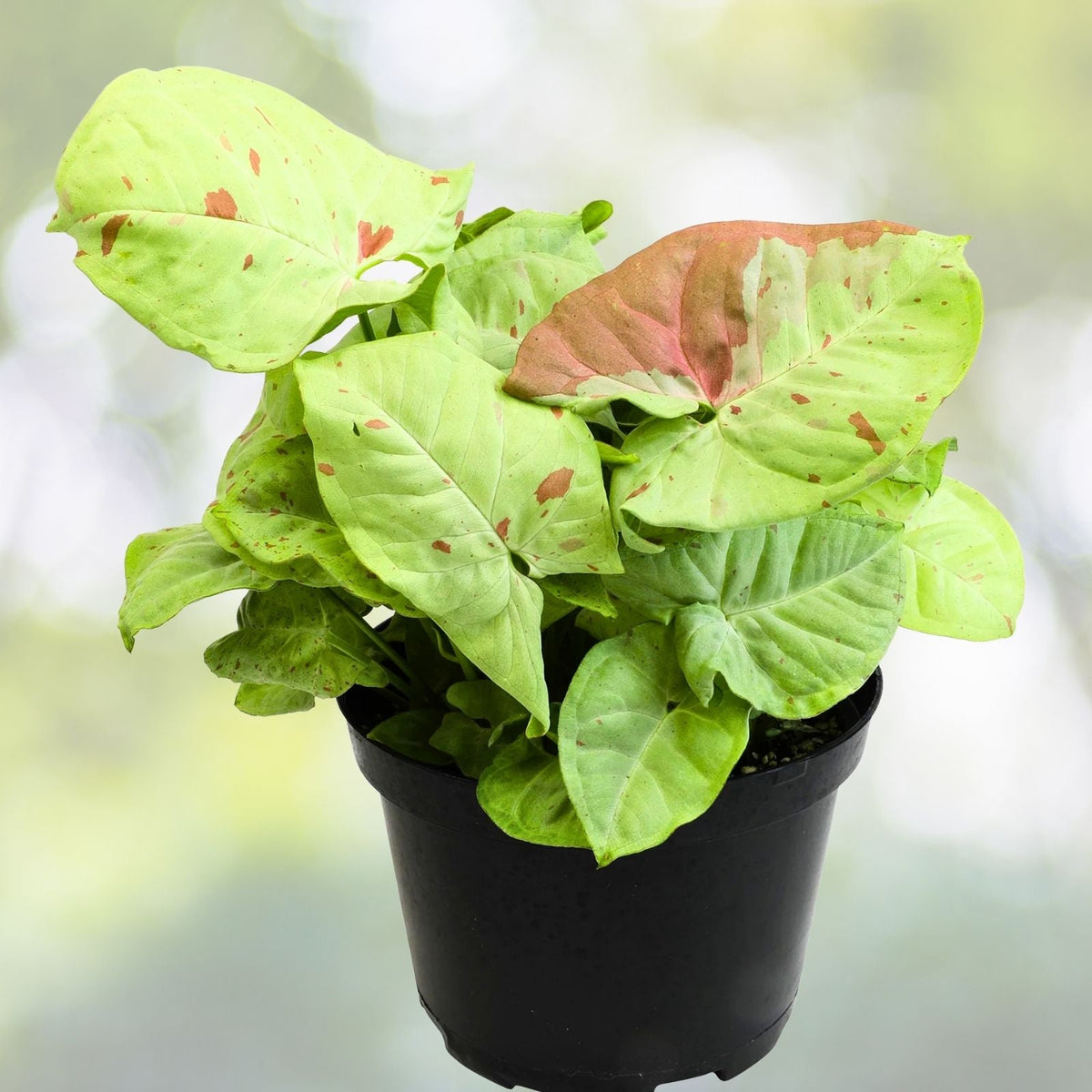 Syngonium Milk Confetti Plant 6" Pot | Variegated Arrowhead Vine | Unique Green & White Leaves | Syngonium Podophyllum