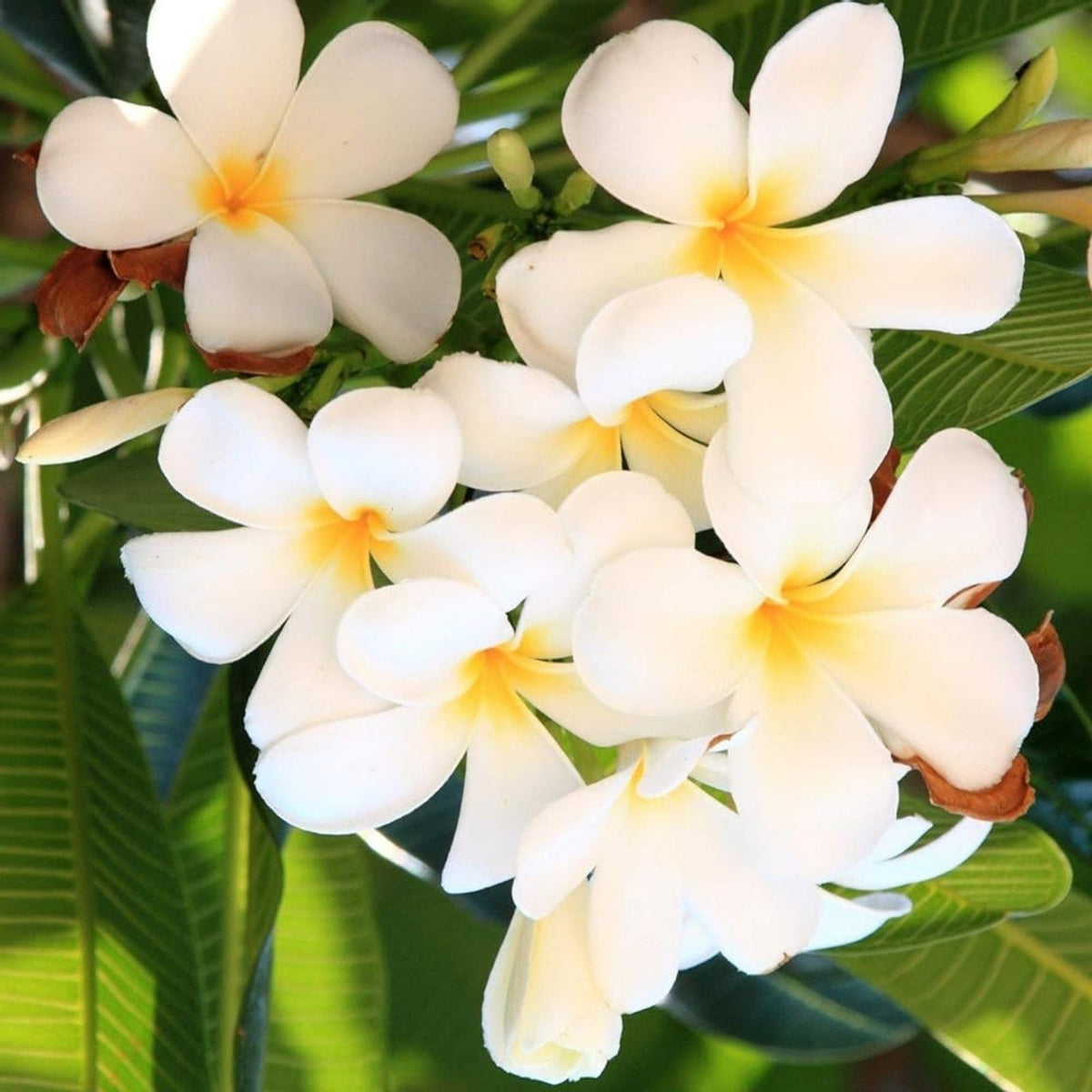 Plumeria Cutting Tropical Flowering Plant Frangipani Plumeria spp. | Garden Flowering Plant | Fragrant Bloom