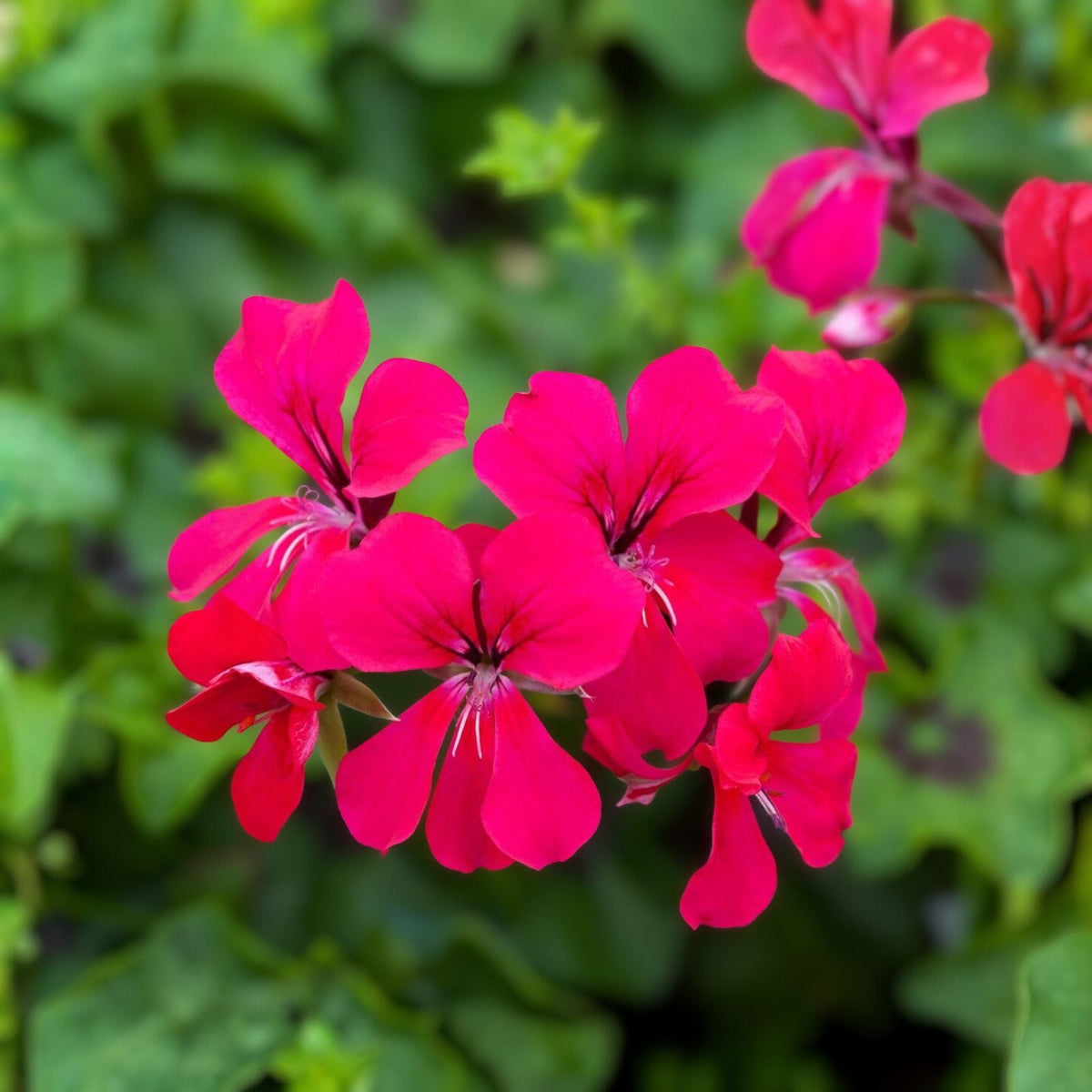 Vibrant Pink Maroon Geranium Live Plant - 12 Inch Pelargonium spp. with White Splash - Unique Indoor/Outdoor Flowering Plant